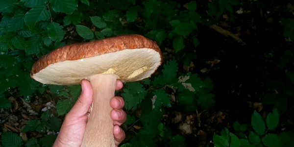 ciuperci de padure maramures