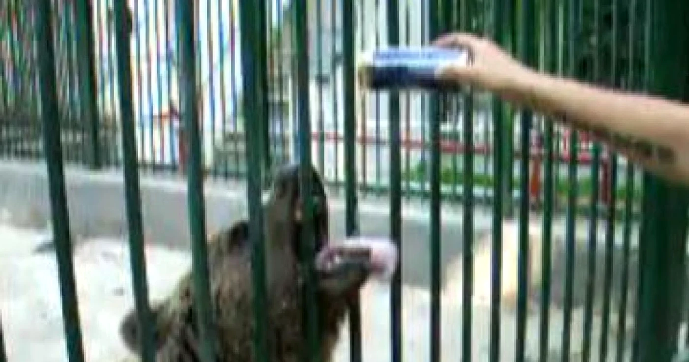 Braşov: Urşii Grădinii Zoologice din Braşov, îmbătaţi de turişti (VIDEO)