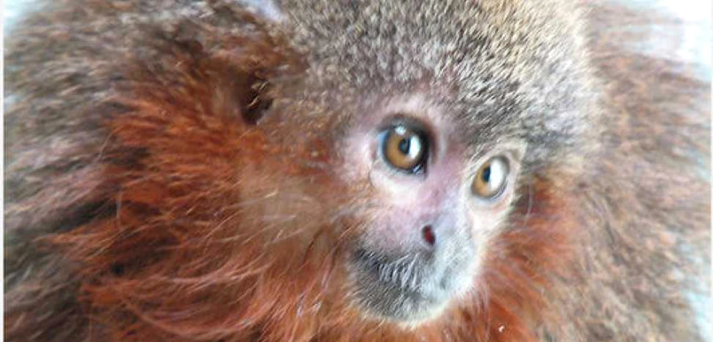 Maimuţa care toarce. FOTO: worldwildlife.org