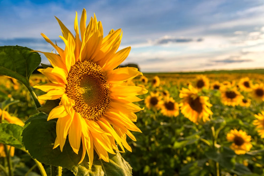 Floarea-soarelui nu trebuie plantată în curte / foto: Adobe Stock