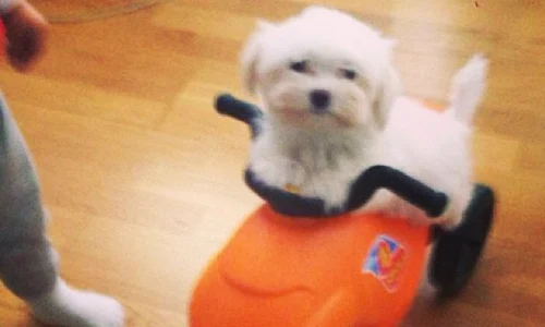 1393515 10151940287220610 860224292 n jpeg