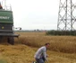 culturile agricole din mehedinti afectate de arsita FOTO Corina Macavei 