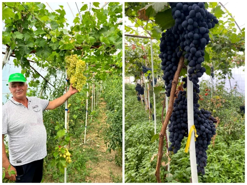Fermierul vrea să înlocuiască, în următorii ani, legumele cu viţa de vie în solar FOTO: arhiva personală Ion Păunel