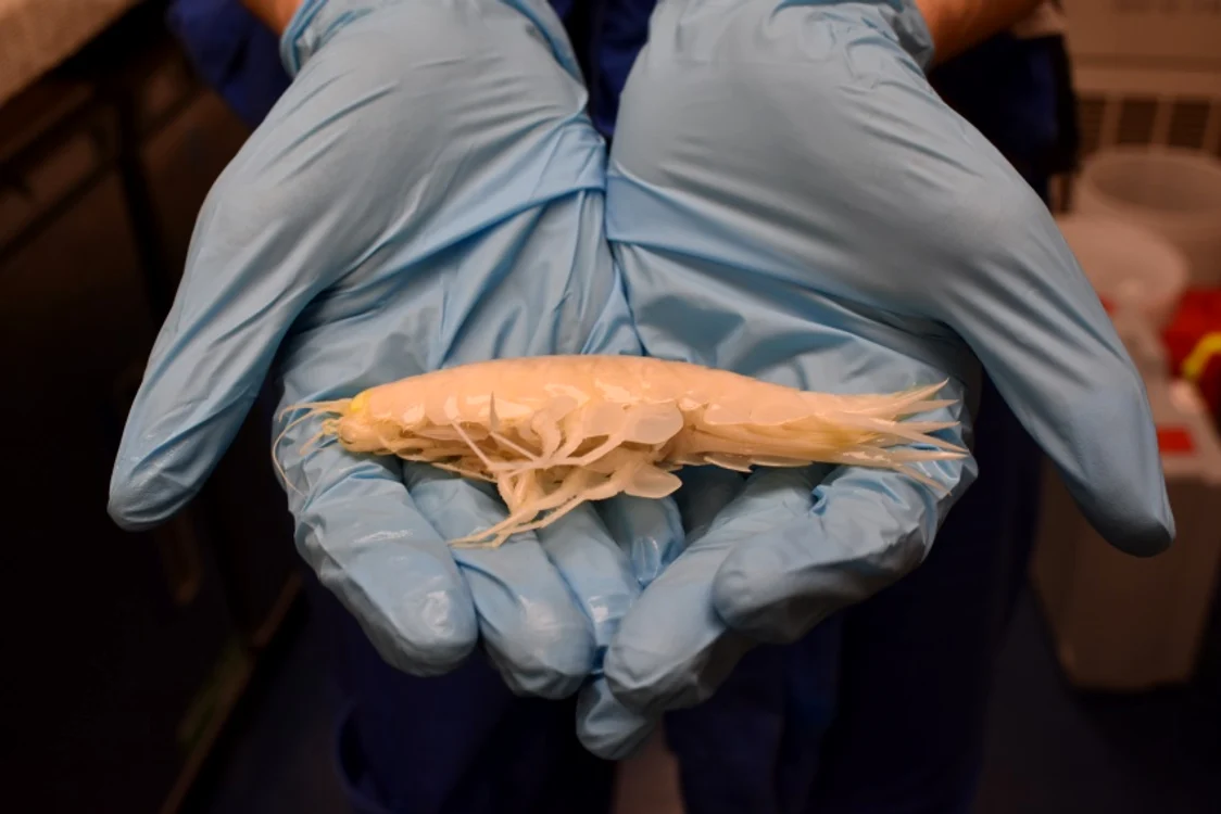 Un Alicella gigantea de dimensiuni mai mici / foto: Paige Maroni