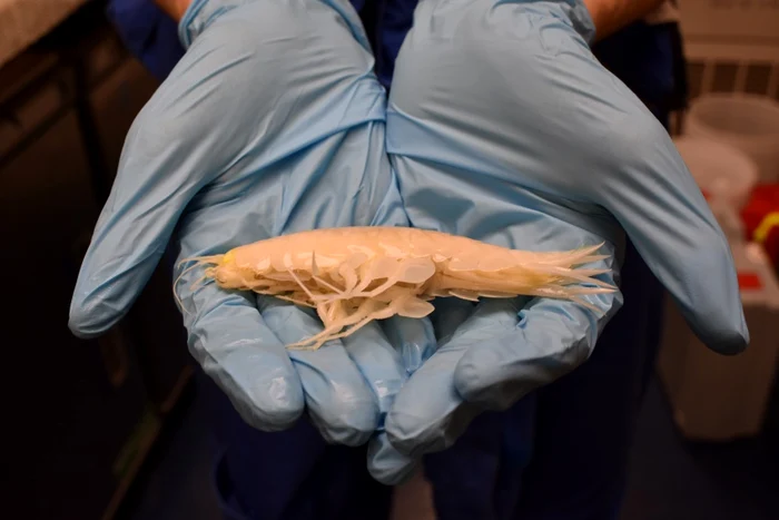 Un Alicella gigantea de dimensiuni mai mici / foto: Paige Maroni