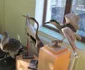 Animale împăiate pe vremea Austro-Ungariei FOTO Ştefan Both