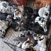 peste 120 de pisici in custi in doua apartamente foto aspa bucuresti png