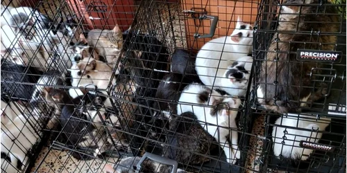 peste 120 de pisici in custi in doua apartamente foto aspa bucuresti png