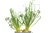 2 planta carn shutterstock 1249211047 jpg jpeg
