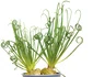 2 planta carn shutterstock 1249211047 jpg jpeg