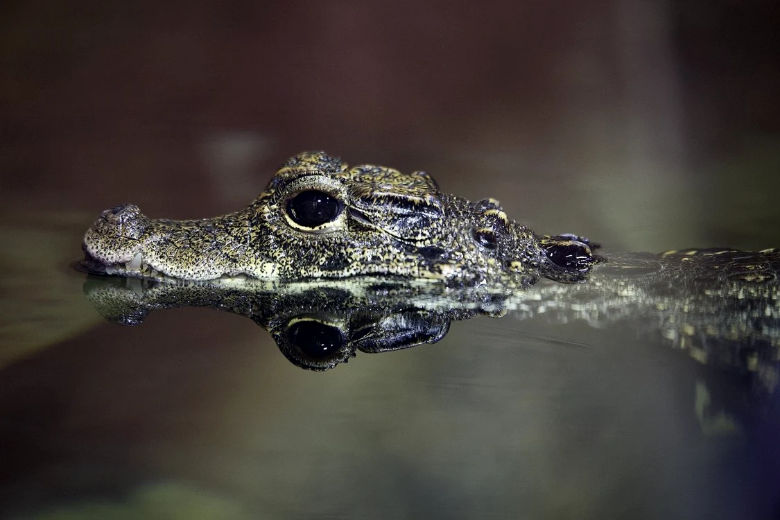 Femela a rămas însărcinată fără ajutorul unui mascul Foto: Pixabay.com