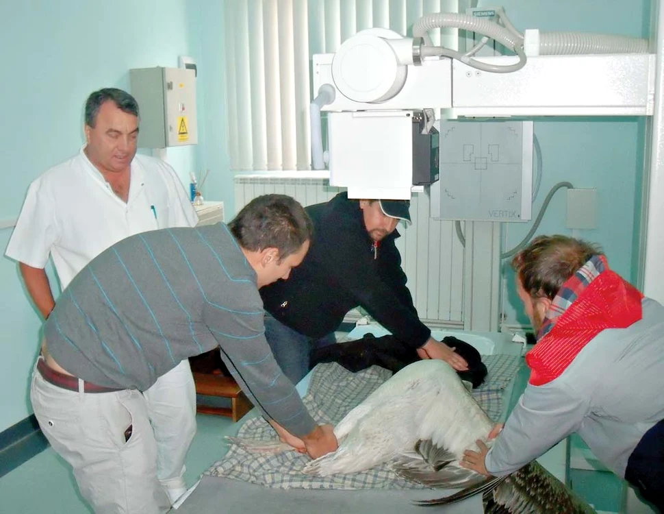 Pelicanul Paul  își luase zborul  spre Africa și  s-a prăbușit în  curtea bisericii