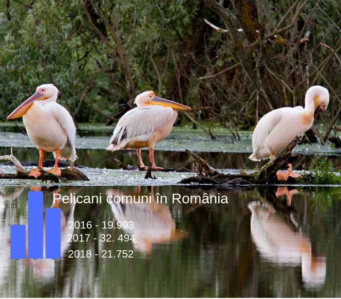 
    Avem 21.752 de pelicani comuni numărați anul acesta în Deltăfoto: Daniel Petrescu  