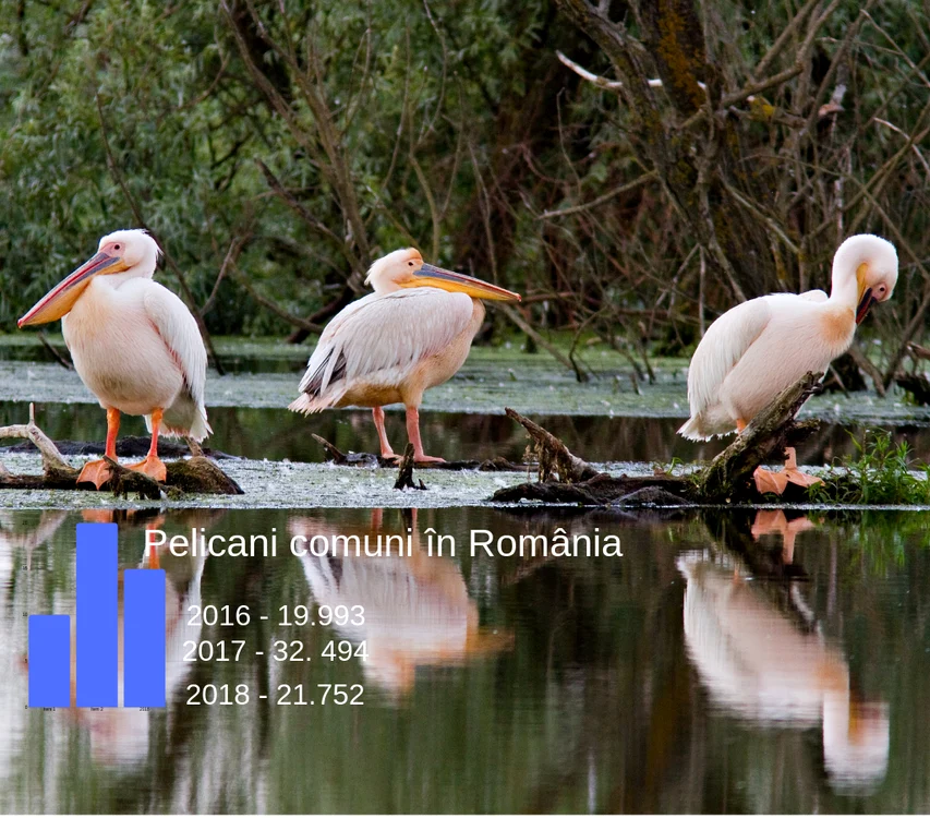 
    Avem 21.752 de pelicani comuni numărați anul acesta în Deltăfoto: Daniel Petrescu  