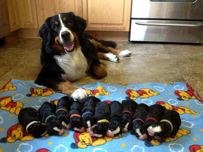 Cele mai drăguțe familii de cățelușifoto: boredpanda.com