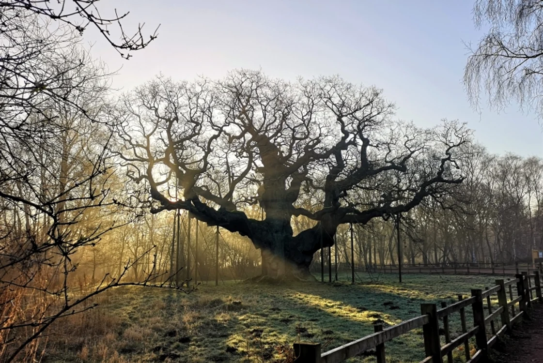 Stejarul Major din Sherwood era asociat de secole cu legenda lui Robin Hood. FOTO: Sherwood Forest