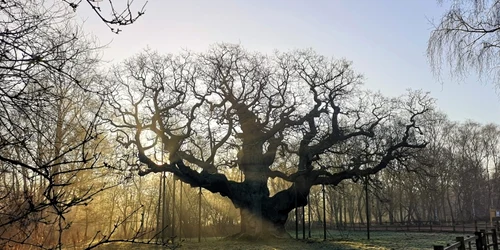 Major Oak Lucy Hodson 2 768x514 c jpg