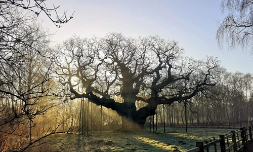 Major Oak Lucy Hodson 2 768x514 c jpg