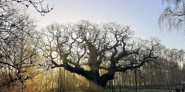 Major Oak Lucy Hodson 2 768x514 c jpg