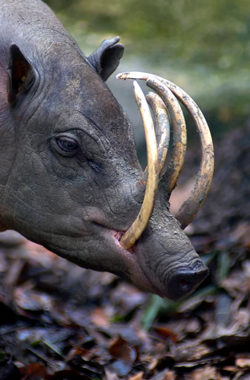 Colţii care cresc non-stop fac din Babirusa unul dintre cele mai ciudate animale