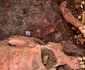Cercetări arheologice la tumulii din Băicoi (© Muzeul Județean de Istorie și Arheologie Prahova)