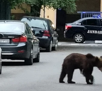 Un urs a ajuns la AFI Mall, în Centrul Brașovului  FOTO Primăria Brașov
