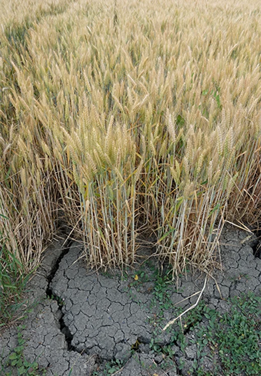 Grâul a avut cel mai mult de suferit, ca urmare a lipsei de apă 