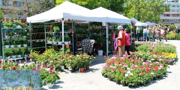 Expoziţie de flori FOTO Evenimente Tulcea