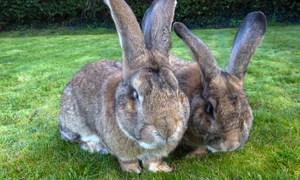 Darius, are lungimea de 1,34 metri, iar fiul său, Jeff, a ajuns deja la 1,1 metri jpeg