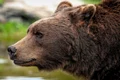 brown bear 8164838 1280 png