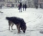 1 octombrie 2013 a nins la Brasov iarna zapada ninsoare FOTO Mediafax 