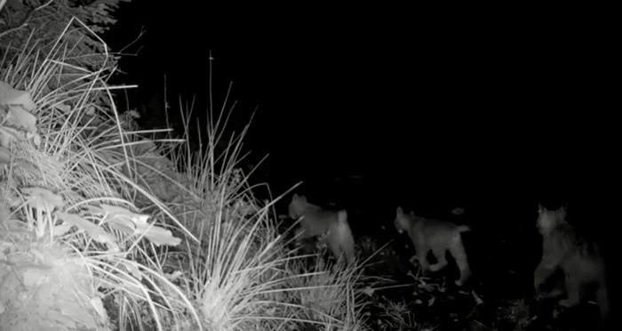 Conservation Carpathia: Suntem una din puţinele ţări ale Europei care încă mai găzduiesc această specie atât de enigmatică şi carismatică: râsul VIDEO
