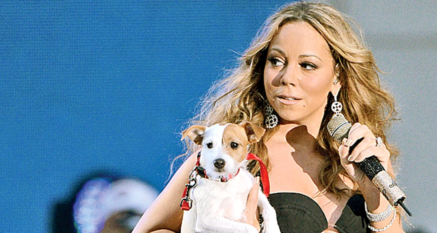 
    Căţelul Cha Cha din rasa Jack Russell şi-a dresat bine stăpâna,  pentru că Mariah Carey dă 2.000 $ pe biletul lui de avion   
