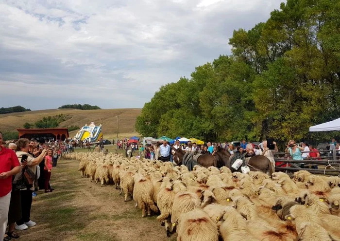 transhumanta animale munte alba