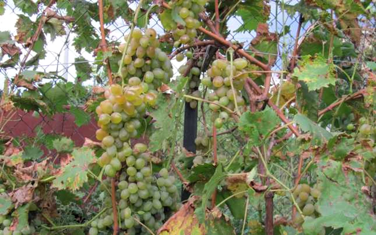 calarasi vie