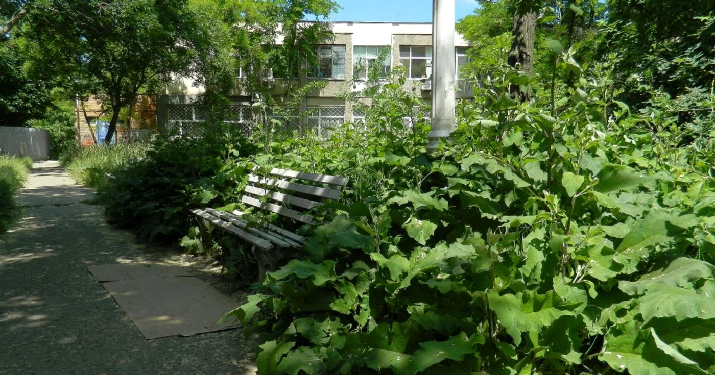 Bălării cât omul în zona Scolii nr.28 din Galaţi. Foto: C.Crângan