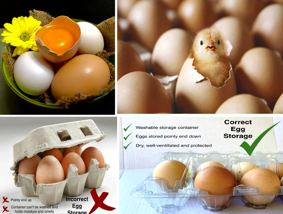 Depozitarea corectă a ouălor Foto Colaj
