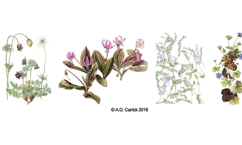 Centenarul Marii Uniri: Prințul Charles publică la Londra un excepțional album de artă dedicat florei sălbatice din Transilvania jpeg