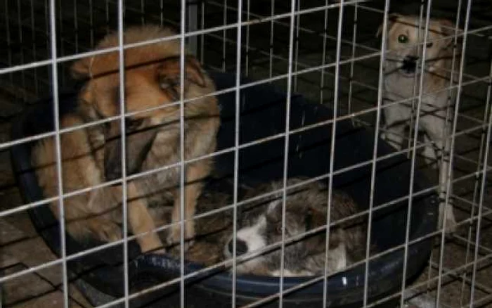 Brasov: Braşovenii pot adopta câini de la adăpostul din Stupini