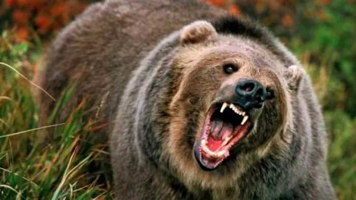 Ursul care a atacat s-a făcut nevăzut în pădure FOTO: arhivă Adevărul
