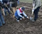 Plantare pomi la Costinesti. FOTO Adrian Boioglu