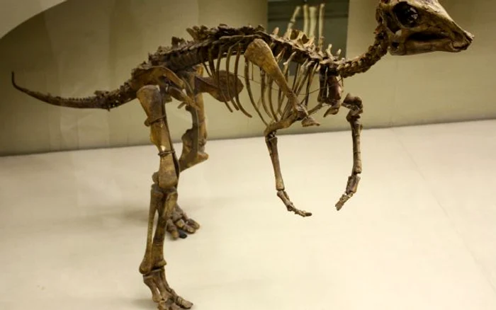 Fosilla unui pui de hadrosaur le-a dat indicii importante cercetătorilor. FOTO: Wikipedia.org