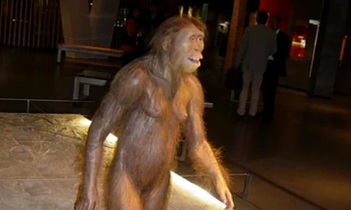 Primul strămoş biped al omului continua să trăiască în copaci jpeg