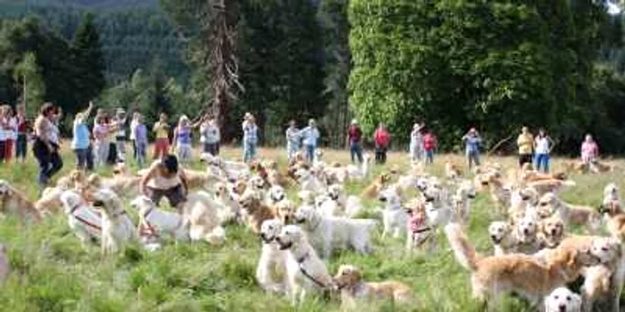 Zeci de Golden Retriver-i în Scoţia, locul unde s-a născut această rasă  FOTO: Gordon Richardson/huffingtonpost.com