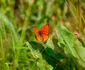 Lycaena dispar, Foto Parcul Natural Grădiștea Muncelului Cioclovina 3 jpg