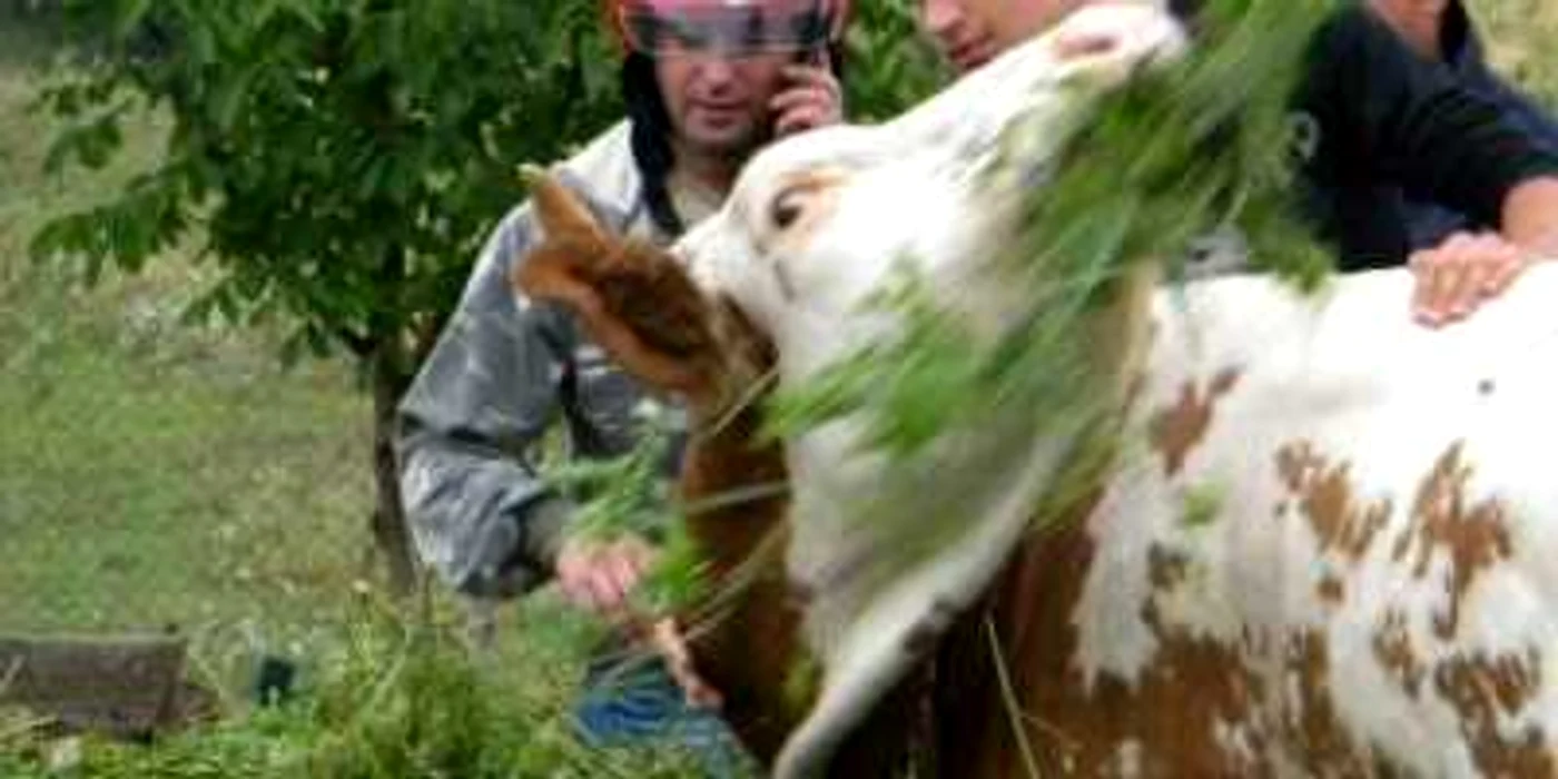 Bistriţa: Vaca Miruna a primit fularul lui Dezbrăcatu´