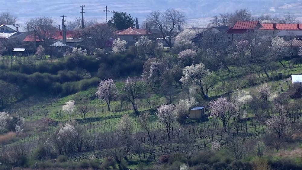 Spectacol al naturii pe Dealul Istrița. Splendoarea migdalilor înfloriți VIDEO