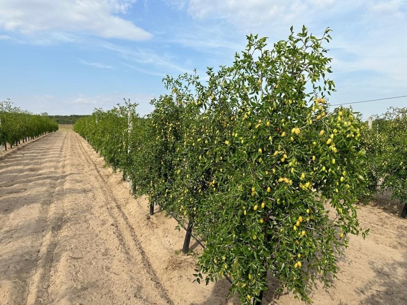 Speciile care rezistă la secetă și îngheț mai bine decât caișii și piersicii. „Putem transforma aceste soluri sărace în paradis agricol” 