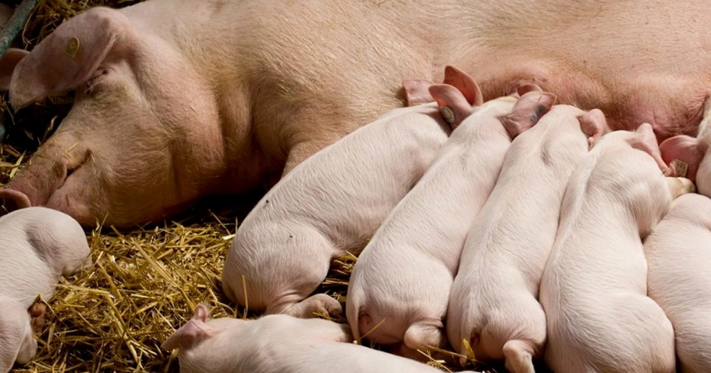 Porcii fermei Agrikilti vor fi omorâţi FOTO: Facebook/Agrikilti