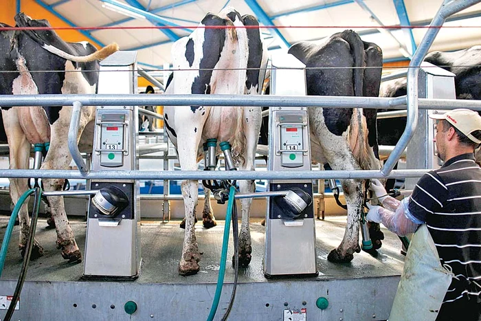 ANSVSA a anunţat că va continua controalele în fabricile de procesare a laptelui, dar şi la fermele de vaci